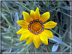 foto Fiori